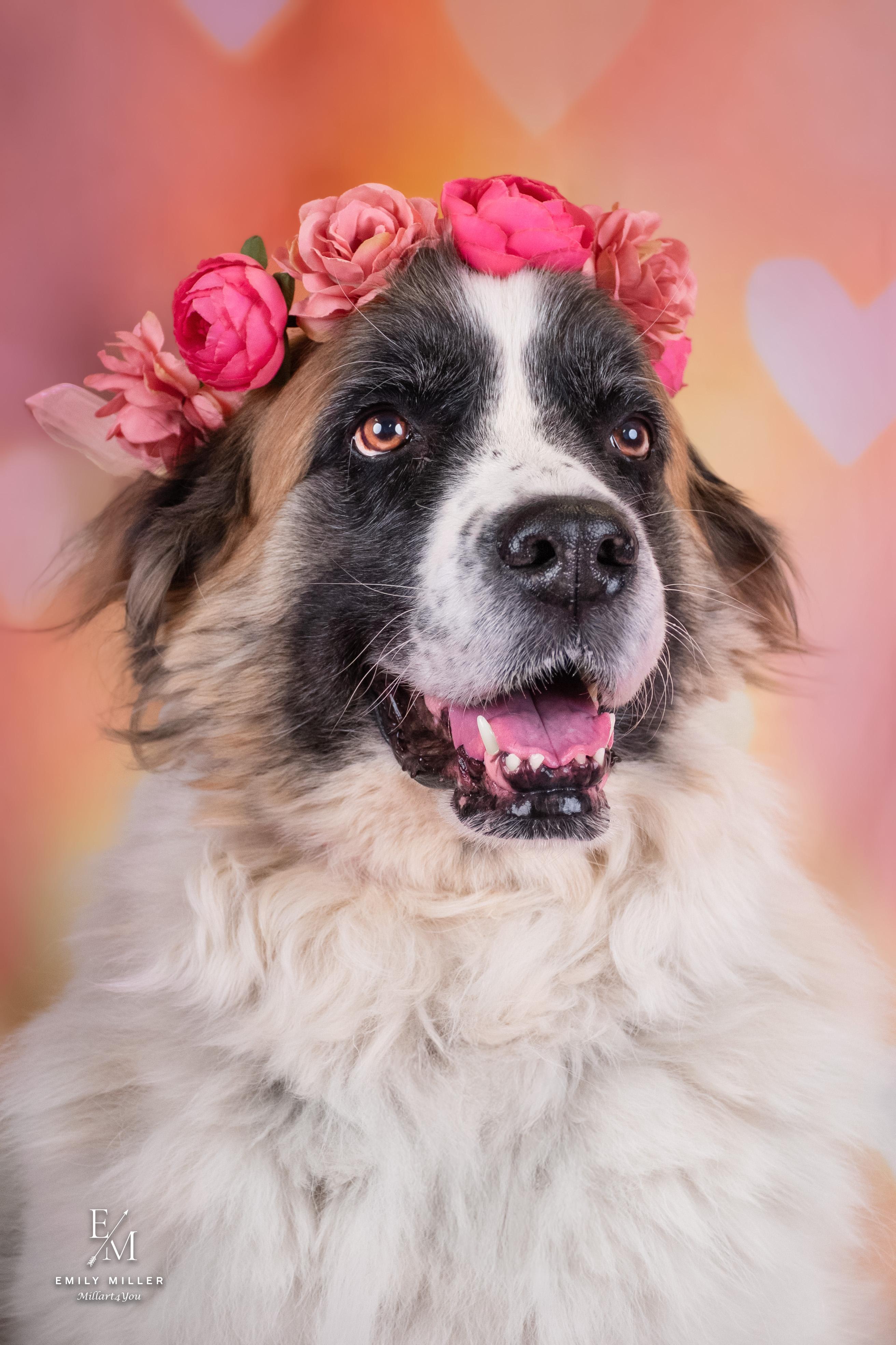 Enlarge Darla, a Adoptable Saint Bernard in Phoenix, AZ image 1/5
