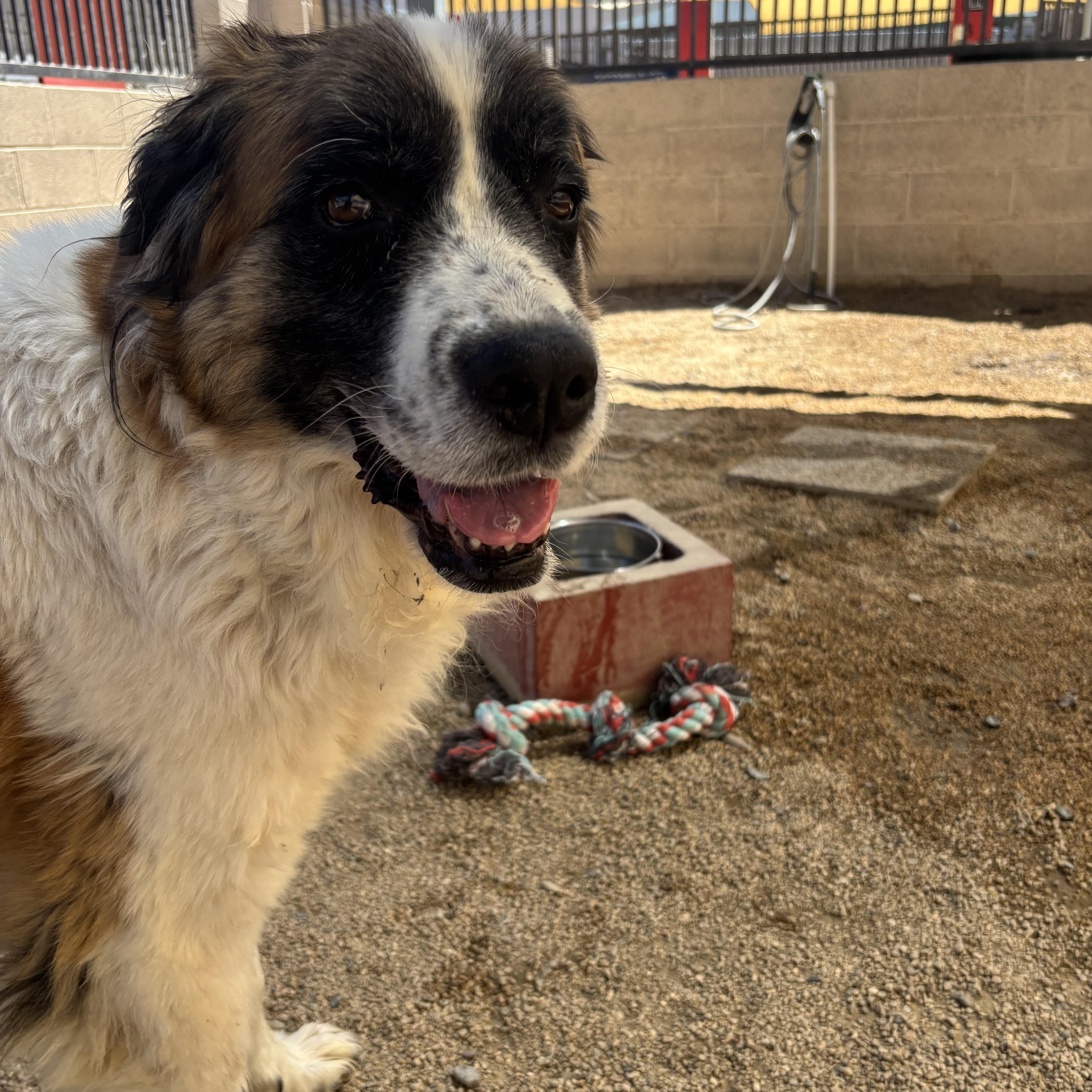 Darla, a Adoptable Saint Bernard in Phoenix, AZ image 4/6