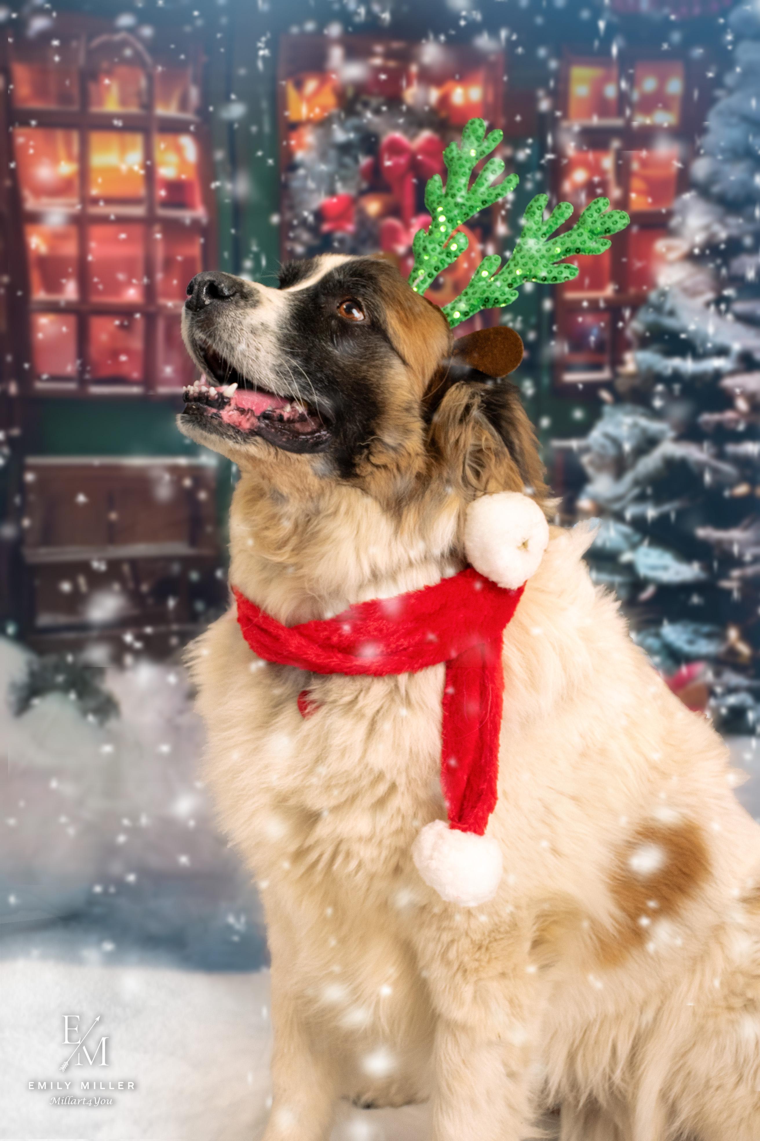 Enlarge Darla, a Adoptable Saint Bernard in Phoenix, AZ image 5/5