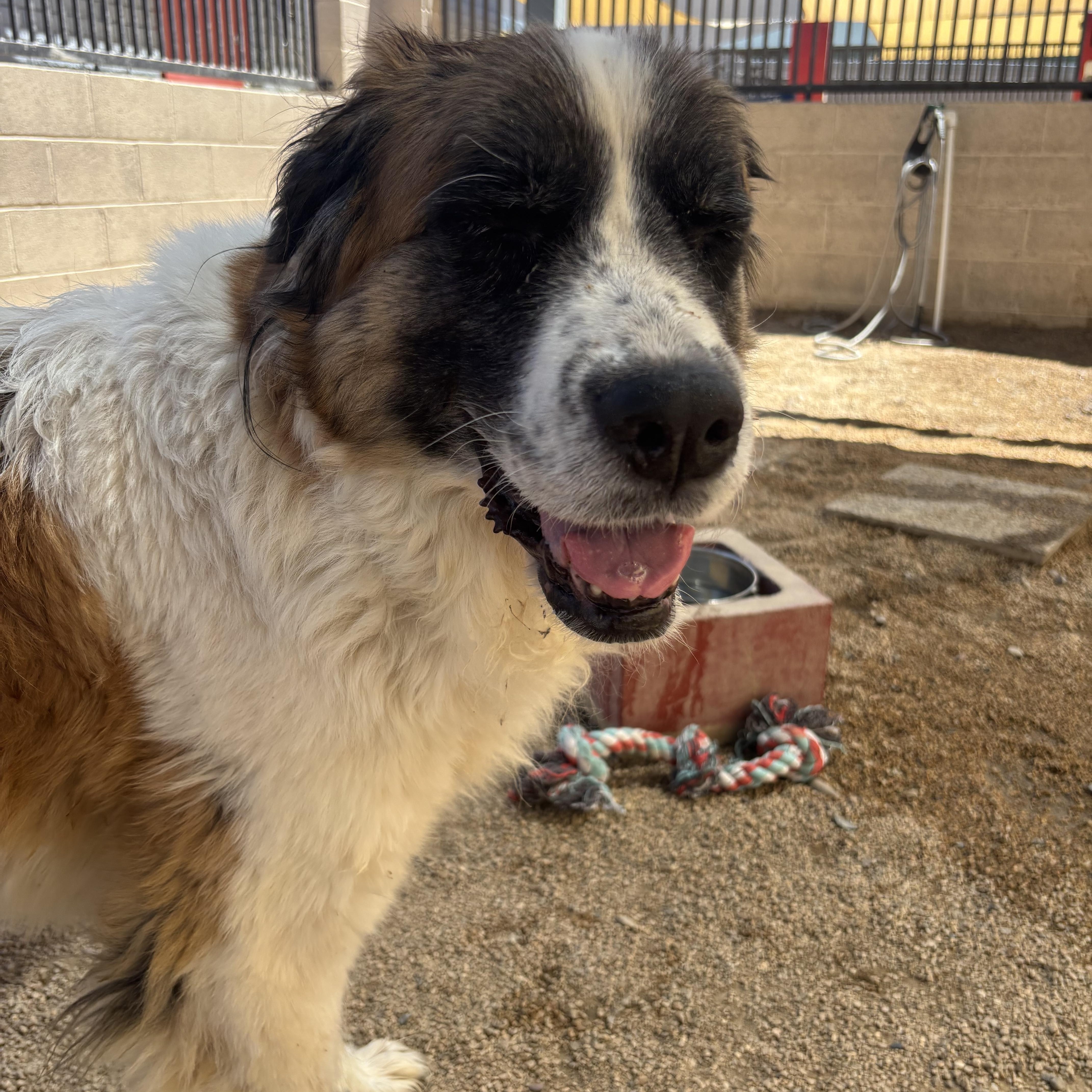 Darla, a Adoptable Saint Bernard in Phoenix, AZ image 5/6