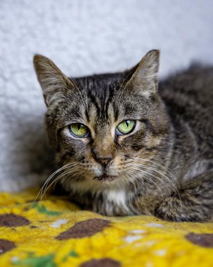 Enlarge Miracle, a Adoptable mixed breed in El Dorado Hills, CA image 1/1