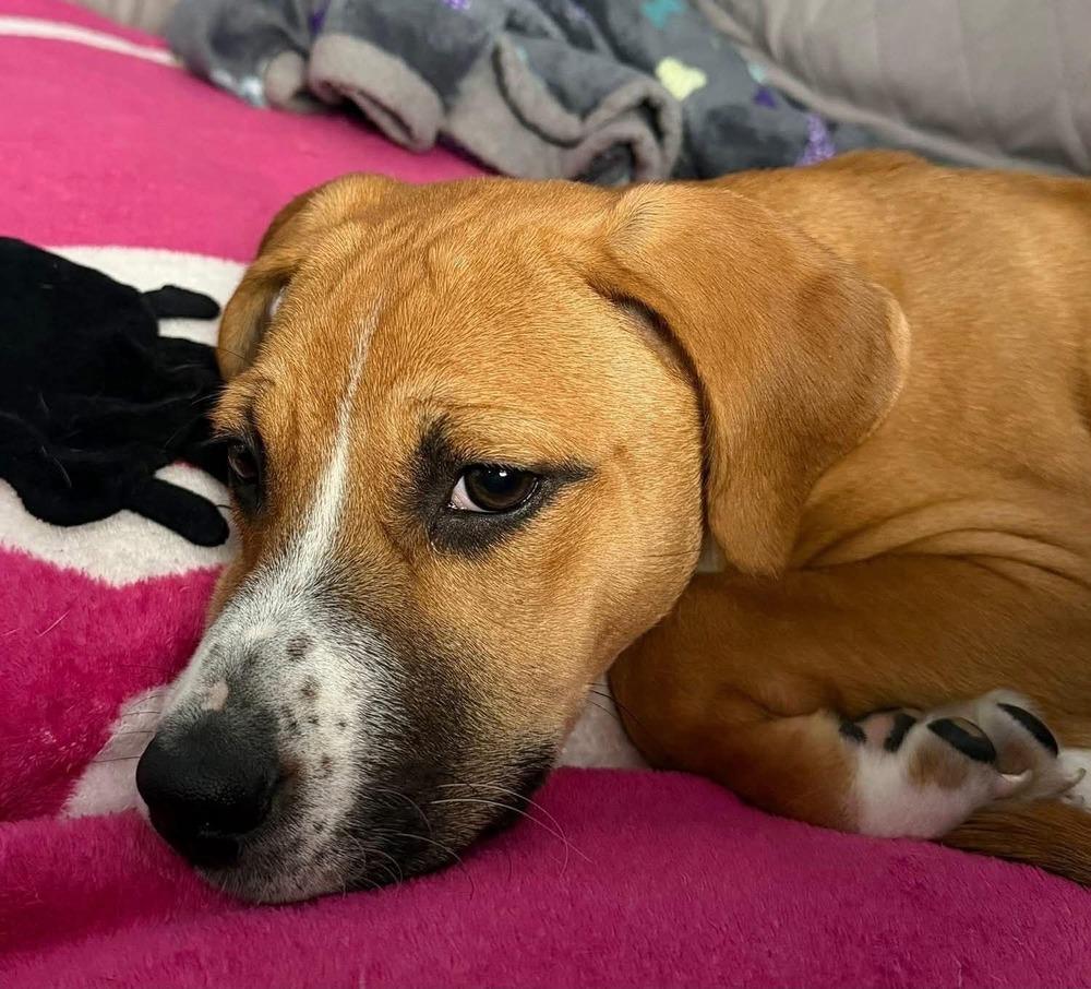 Enlarge Amber (Mira’s Munchkins 2026), a Adoptable mixed breed in Wenonah, NJ image 1/6