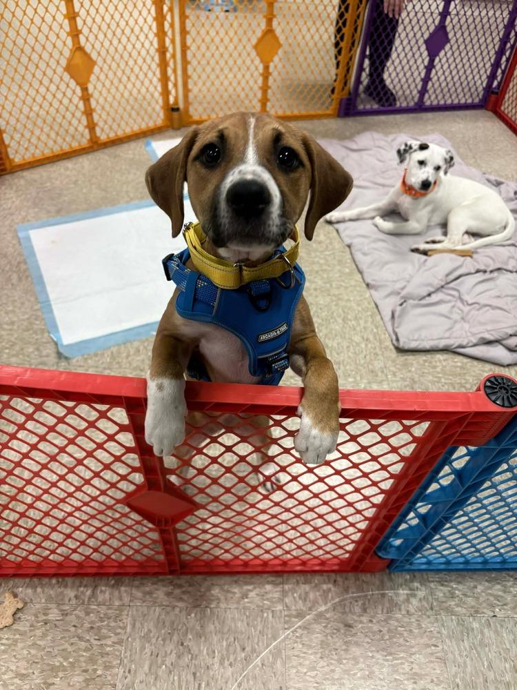 Amber (Mira’s Munchkins 2026), Adoptable, Puppy Female Pit Bull Terrier & Mixed Breed.