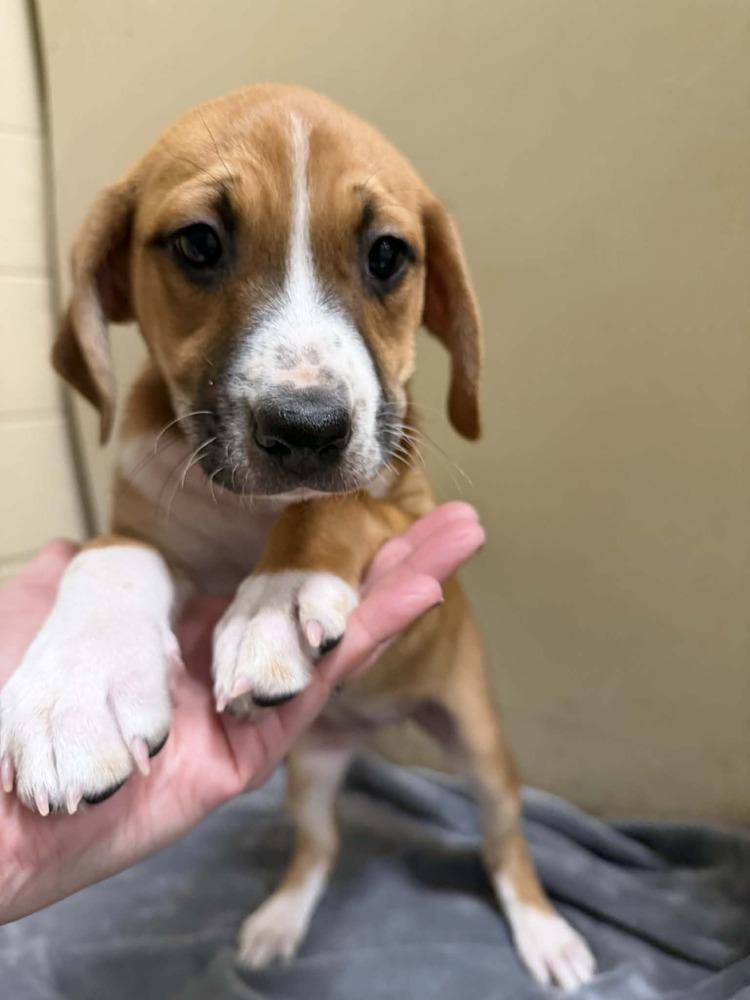 Amber (Mira’s Munchkins 2026), a Adoptable mixed breed in Wenonah, NJ image 1/6