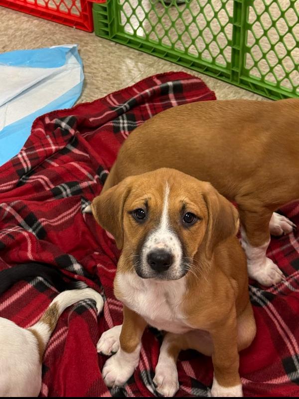 Amber (Mira’s Munchkins 2026), Adoptable, Puppy Female Pit Bull Terrier & Mixed Breed.