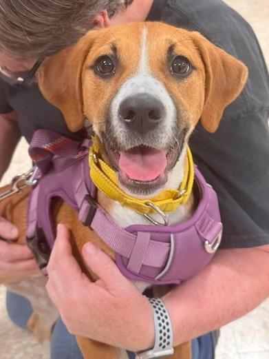 Enlarge Amber (Mira’s Munchkins 2026), a Adoptable mixed breed in Wenonah, NJ image 1/5