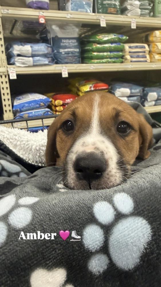 Amber (Mira’s Munchkins 2026), a Adoptable mixed breed in Wenonah, NJ image 3/6