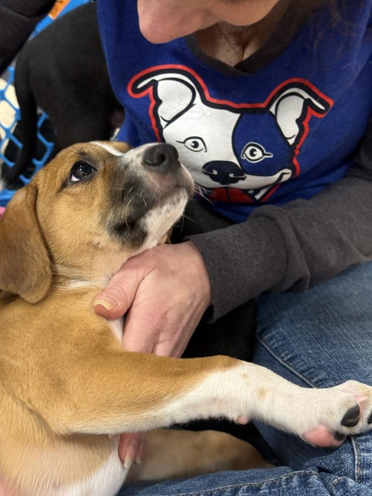 Amber (Mira’s Munchkins 2026), a Adoptable mixed breed in Wenonah, NJ image 4/6