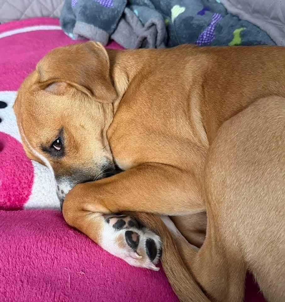Enlarge Amber (Mira’s Munchkins 2026), a Adoptable mixed breed in Wenonah, NJ image 4/6