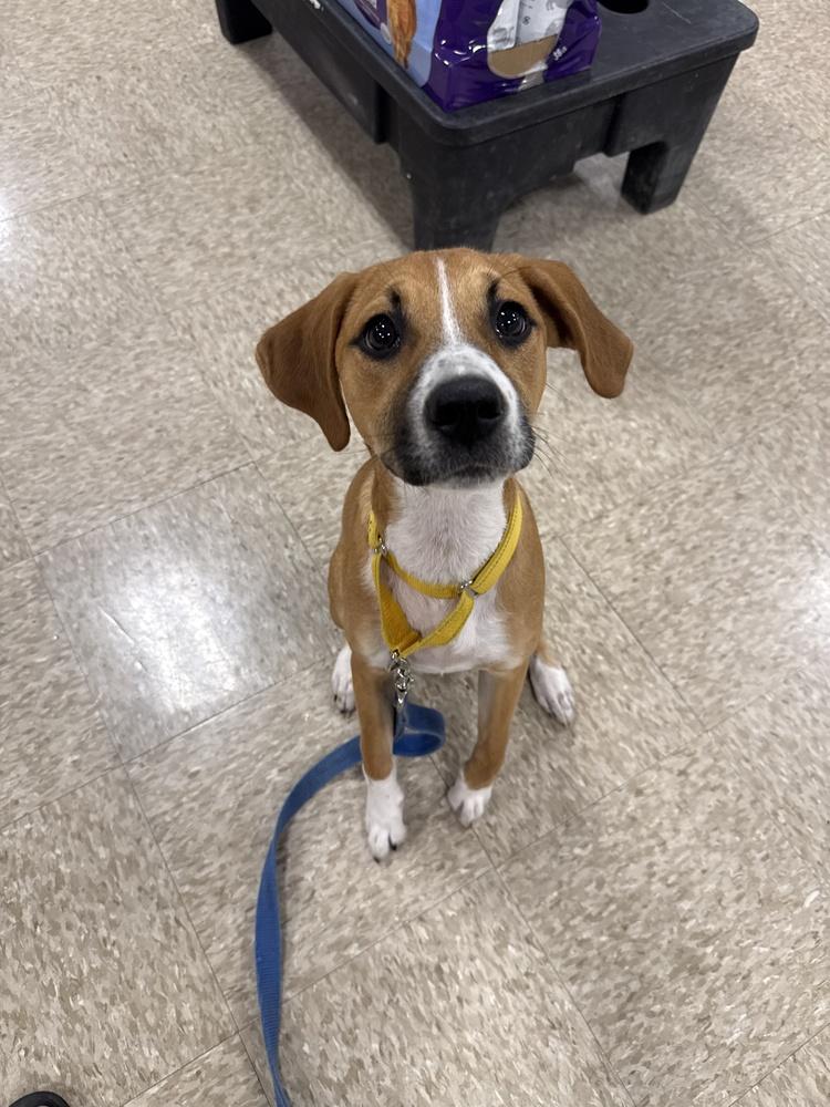 Amber (Mira’s Munchkins 2026), Adoptable, Puppy Female Pit Bull Terrier & Mixed Breed.