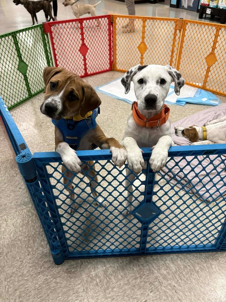 Enlarge Amber (Mira’s Munchkins 2026), a Adoptable mixed breed in Wenonah, NJ image 5/6