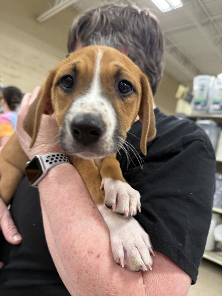 Enlarge Amber (Mira’s Munchkins 2026), a Adoptable mixed breed in Wenonah, NJ image 4/6