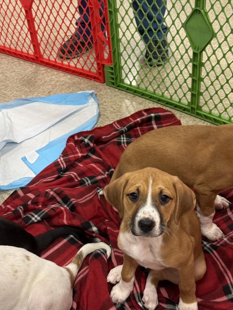 Enlarge Amber (Mira’s Munchkins 2026), a Adoptable mixed breed in Wenonah, NJ image 5/6