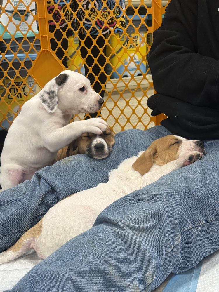 Amber (Mira’s Munchkins 2026), a Adoptable mixed breed in Wenonah, NJ image 5/6