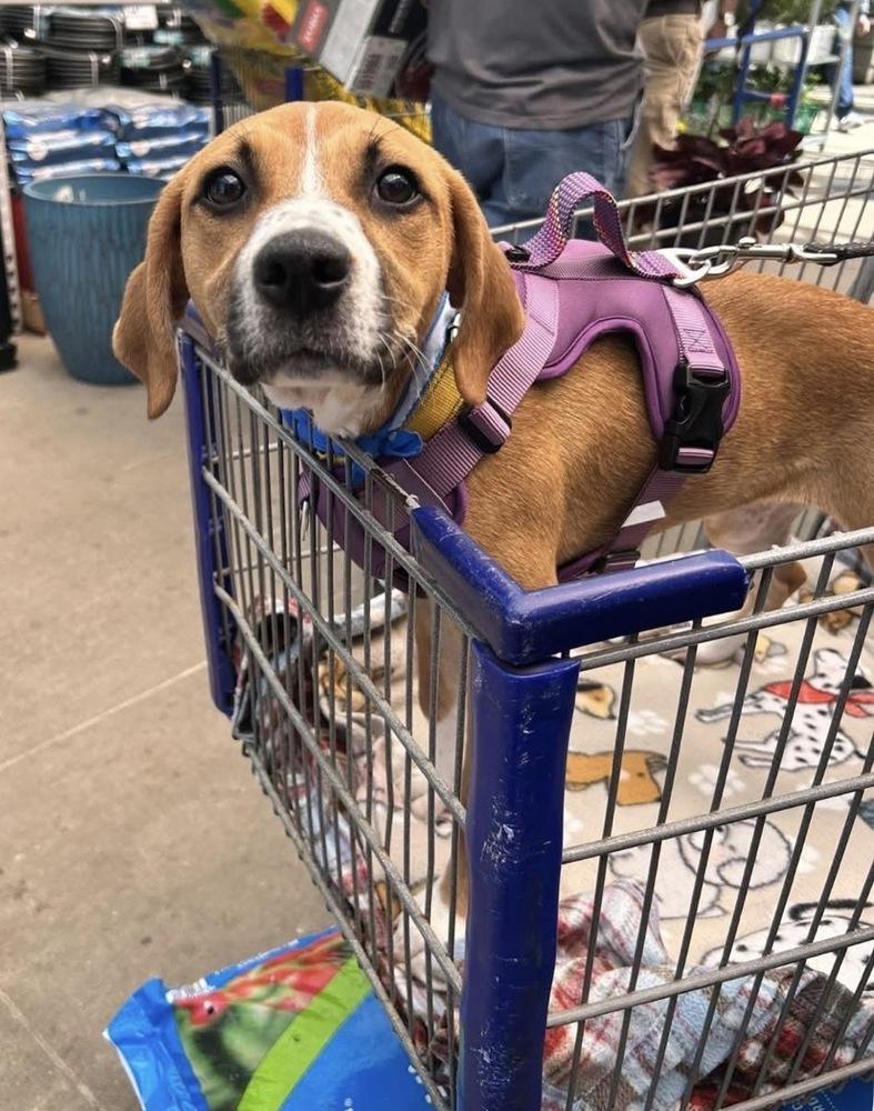 Enlarge Amber (Mira’s Munchkins 2026), a Adoptable mixed breed in Wenonah, NJ image 3/5