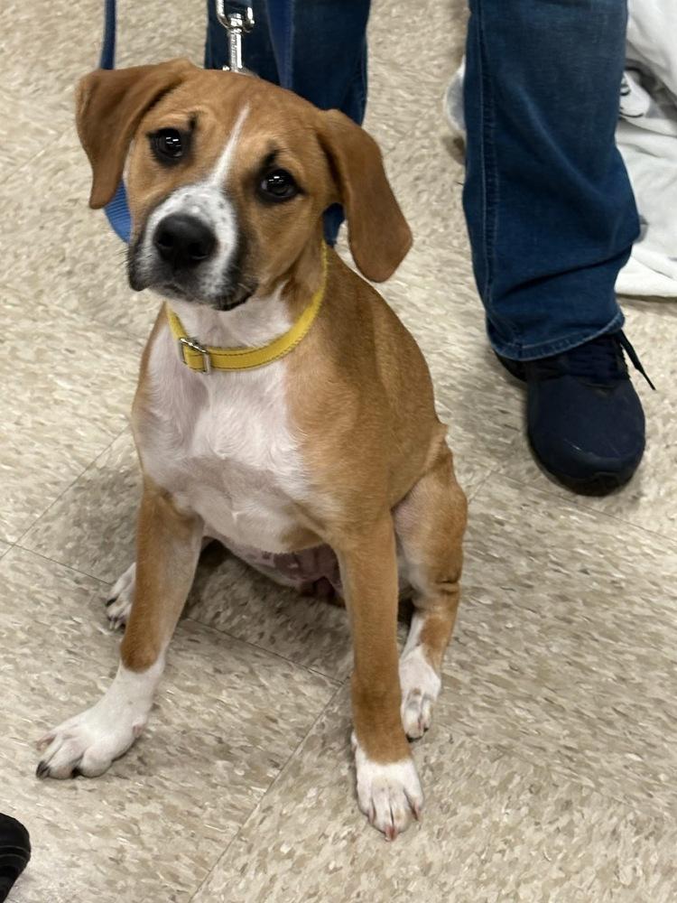 Enlarge Amber (Mira’s Munchkins 2026), a Adoptable mixed breed in Wenonah, NJ image 4/5