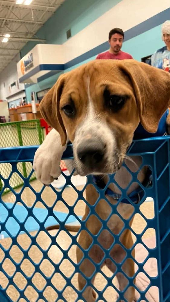 Enlarge Amber (Mira’s Munchkins 2026), a Adoptable mixed breed in Wenonah, NJ image 6/6