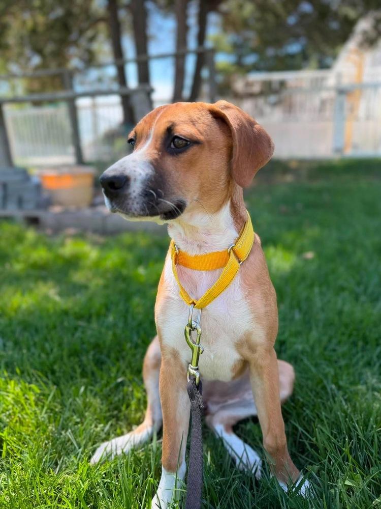 Enlarge Amber (Mira’s Munchkins 2026), a Adoptable mixed breed in Wenonah, NJ image 5/5