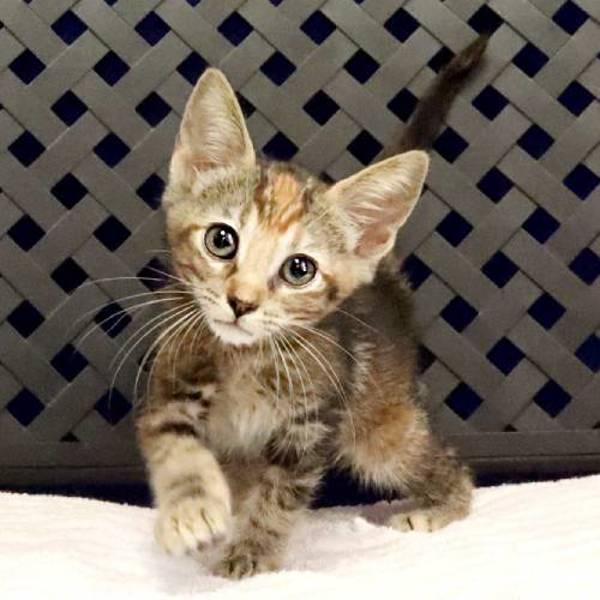 Enlarge Ocelot, a Adoptable mixed breed in Midland, TX image 1/1