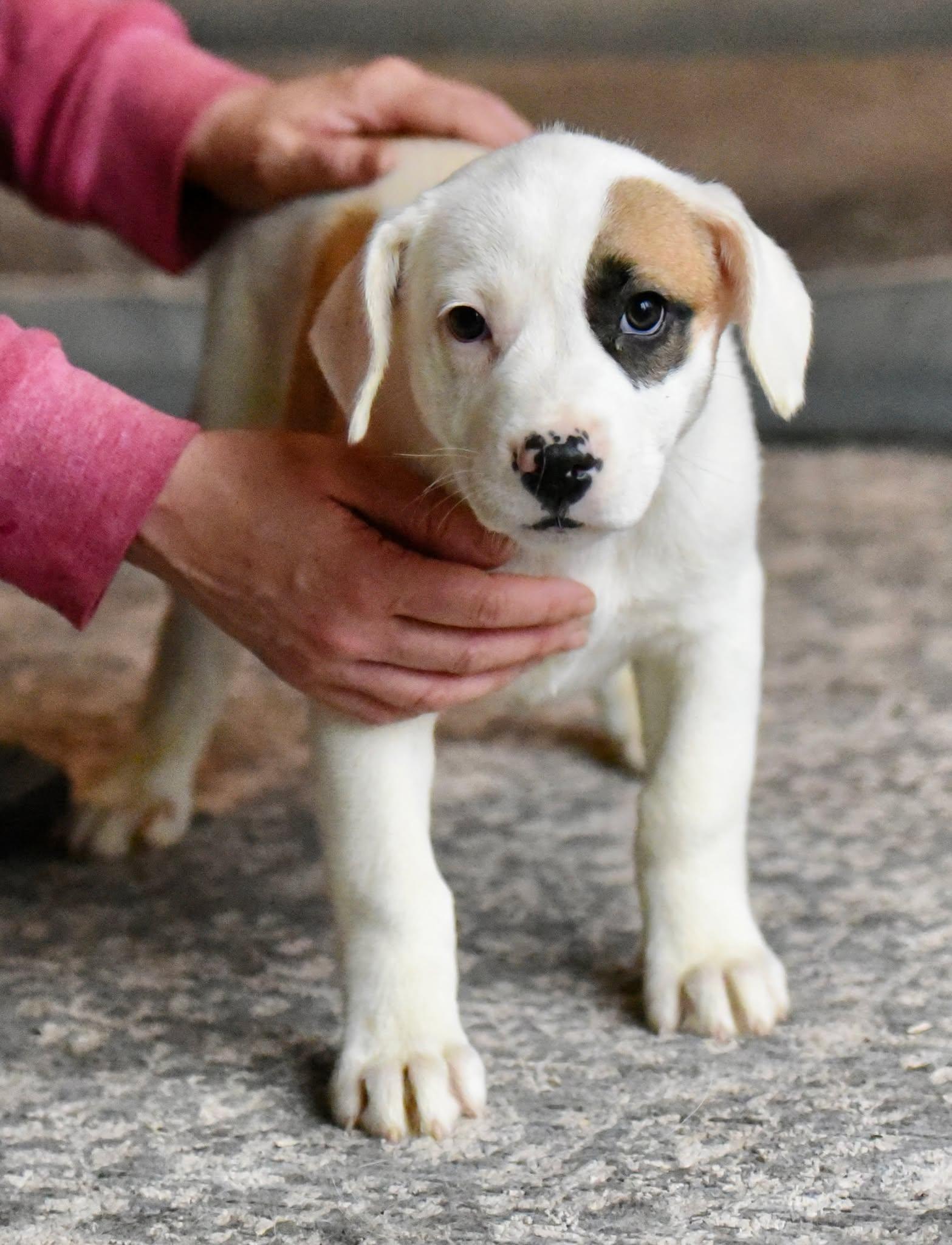 Enlarge Dalia, a Adopted mixed breed in Mechanicsburg, PA image 1/3