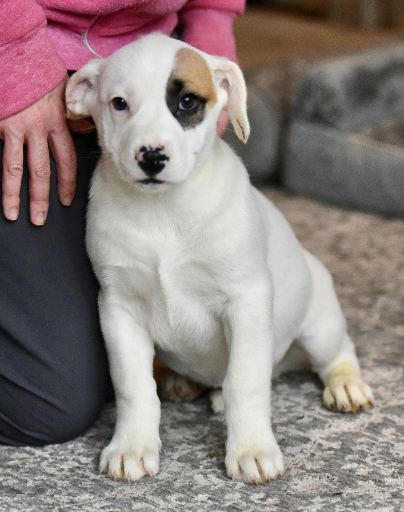 Enlarge Dalia, a Adopted mixed breed in Mechanicsburg, PA image 2/3