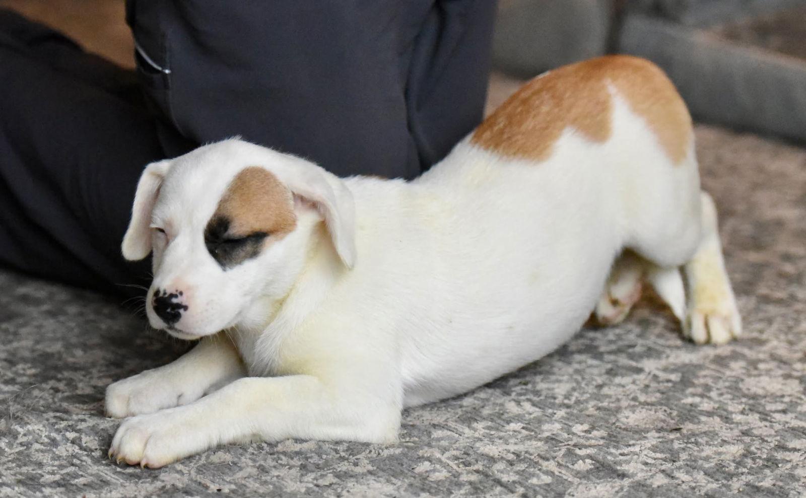 Enlarge Dalia, a Adopted mixed breed in Mechanicsburg, PA image 3/3