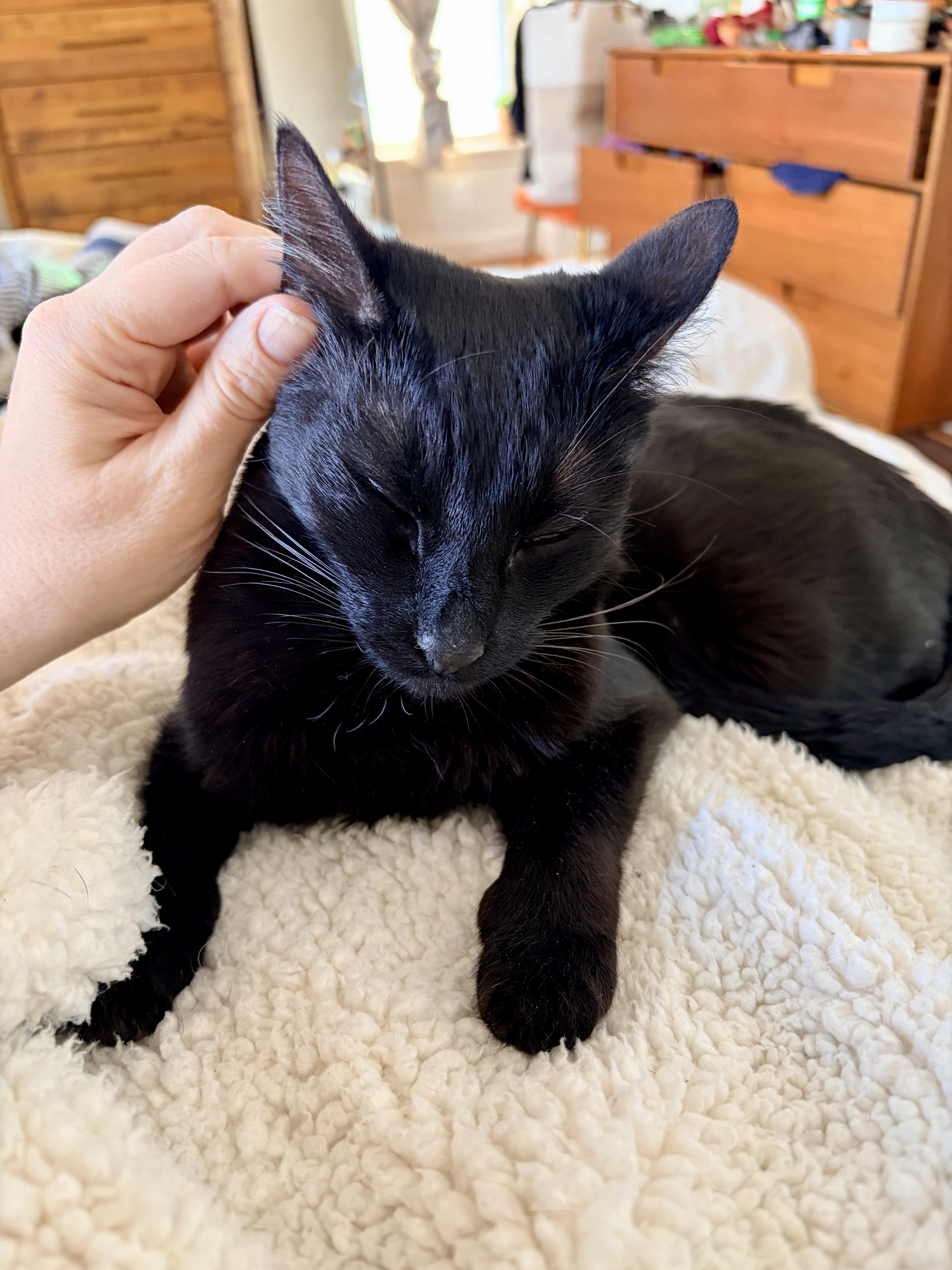 Enlarge Apple, an adopted Domestic Short Hair in Washington, DC image 2/5