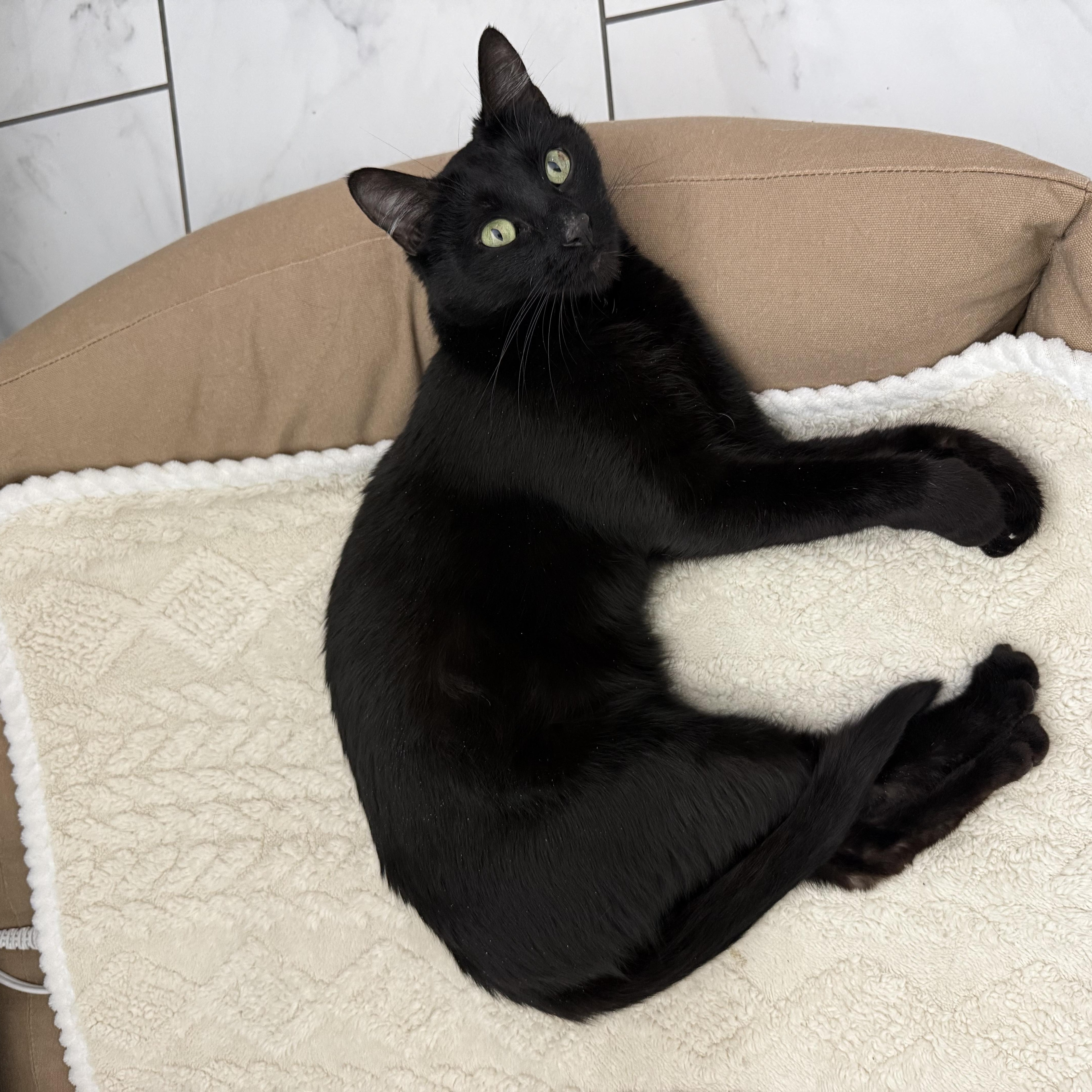 Enlarge Apple, an adopted Domestic Short Hair in Washington, DC image 3/5