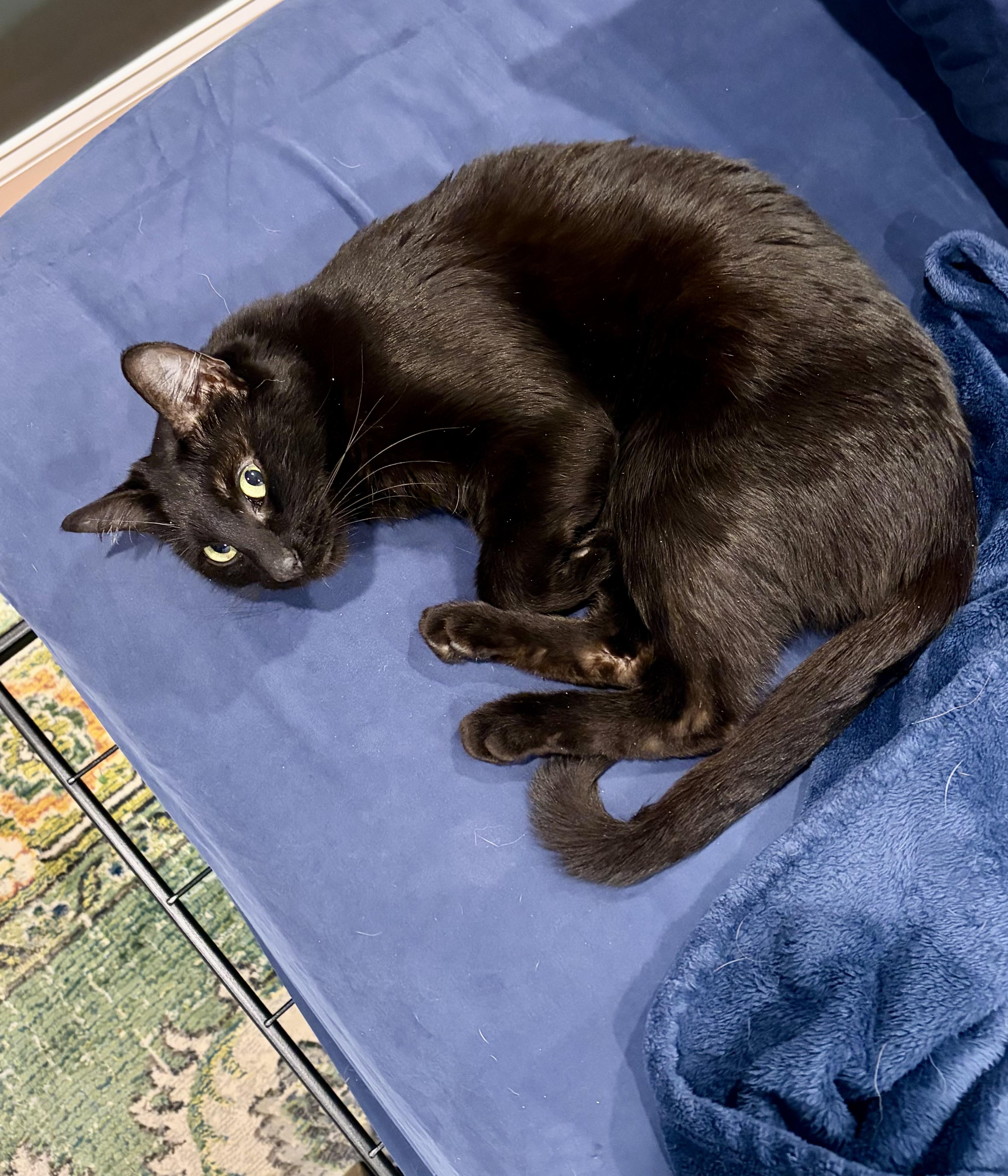 Enlarge Apple, an adopted Domestic Short Hair in Washington, DC image 4/5