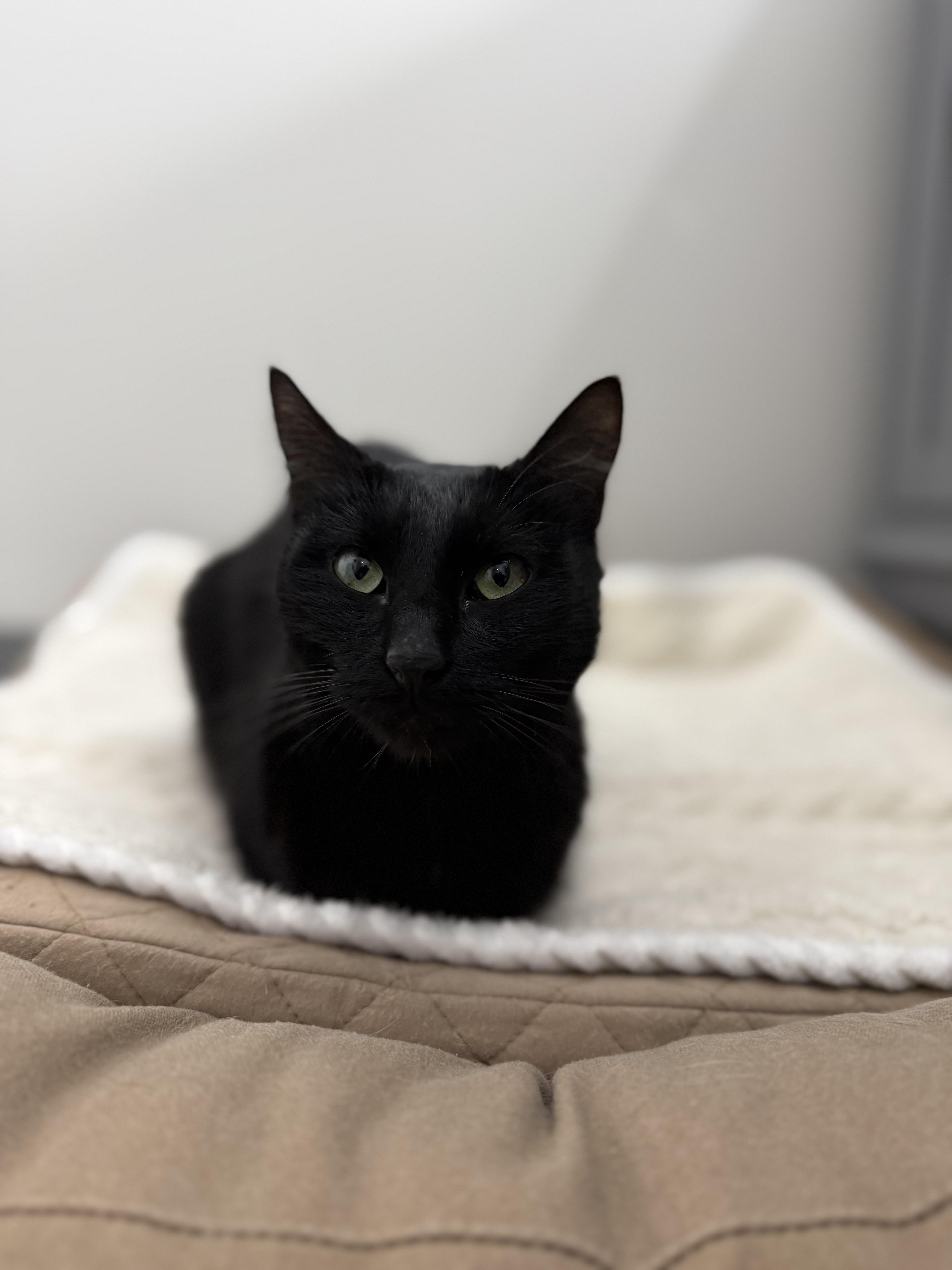 Enlarge Apple, an adopted Domestic Short Hair in Washington, DC image 1/5