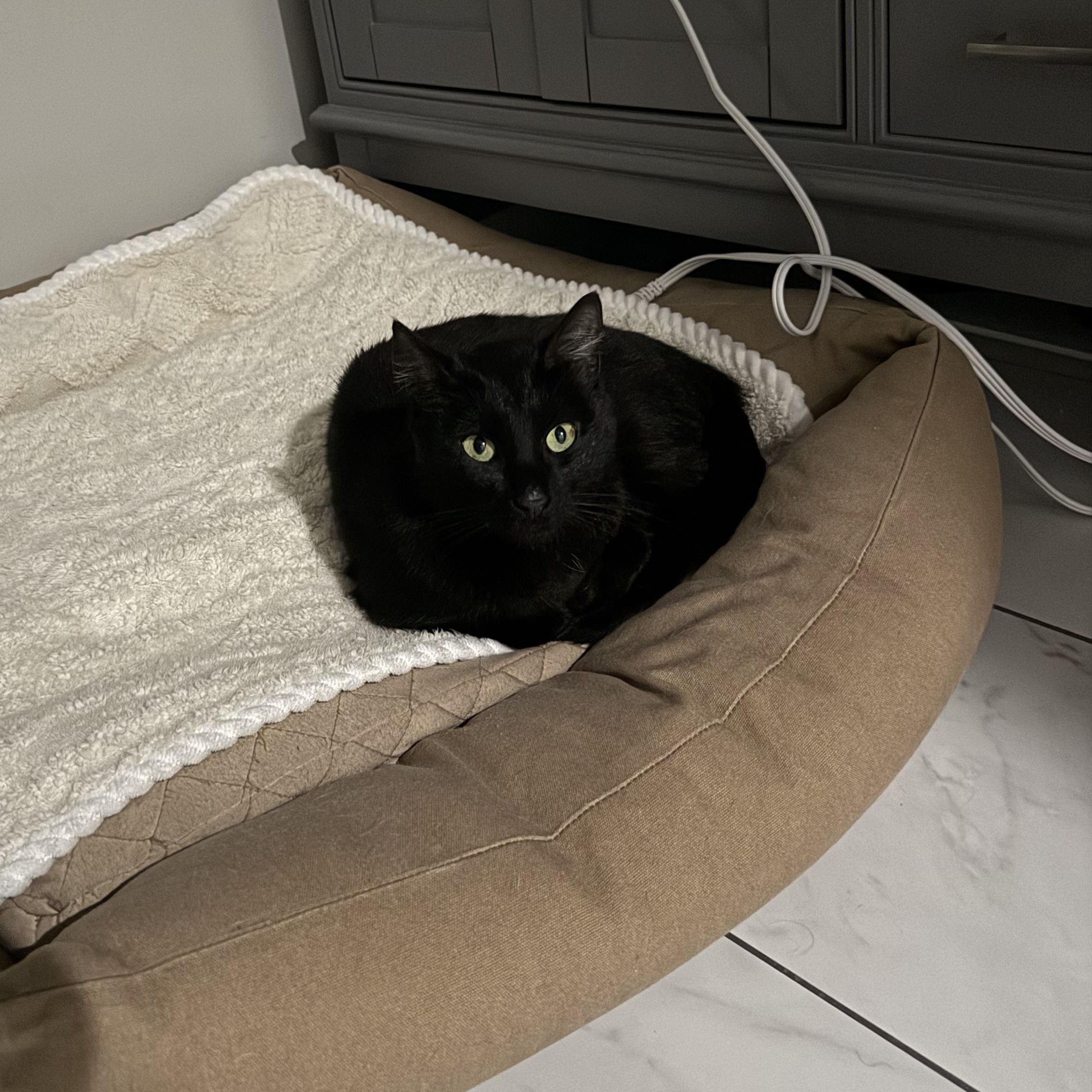 Enlarge Apple, an adopted Domestic Short Hair in Washington, DC image 5/5