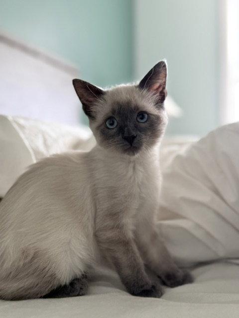 Enlarge Satana, a Adopted mixed breed in Pittsboro, NC image 2/2