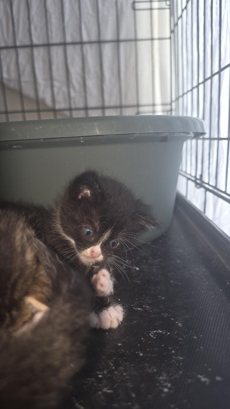 Scone, Adoptable, Kitten Female Domestic Short Hair.