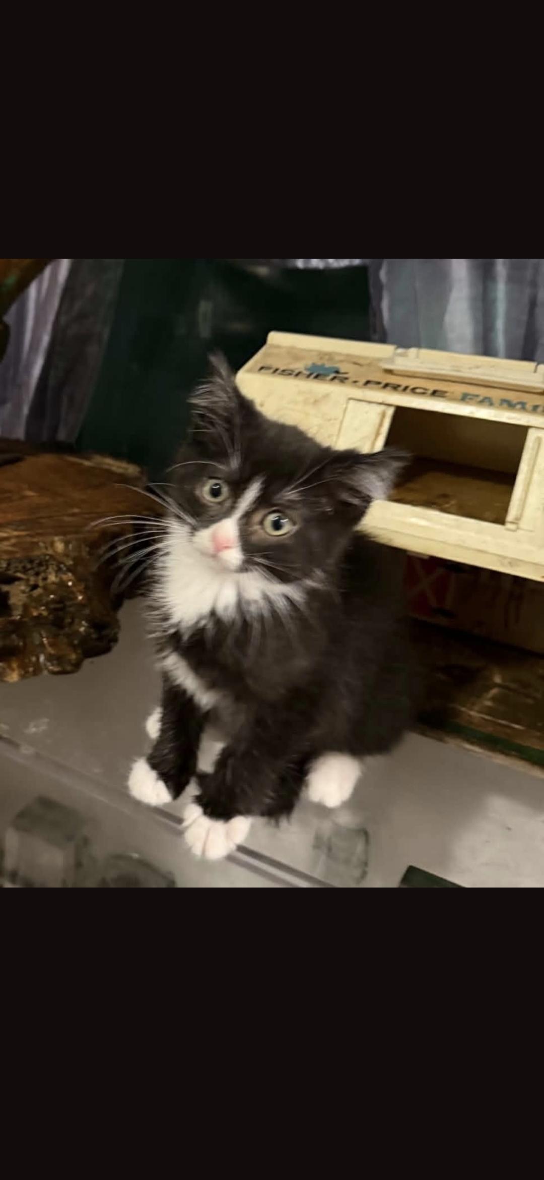 Enlarge Scone, a Adoptable Domestic Short Hair in Heyburn, ID image 2/3