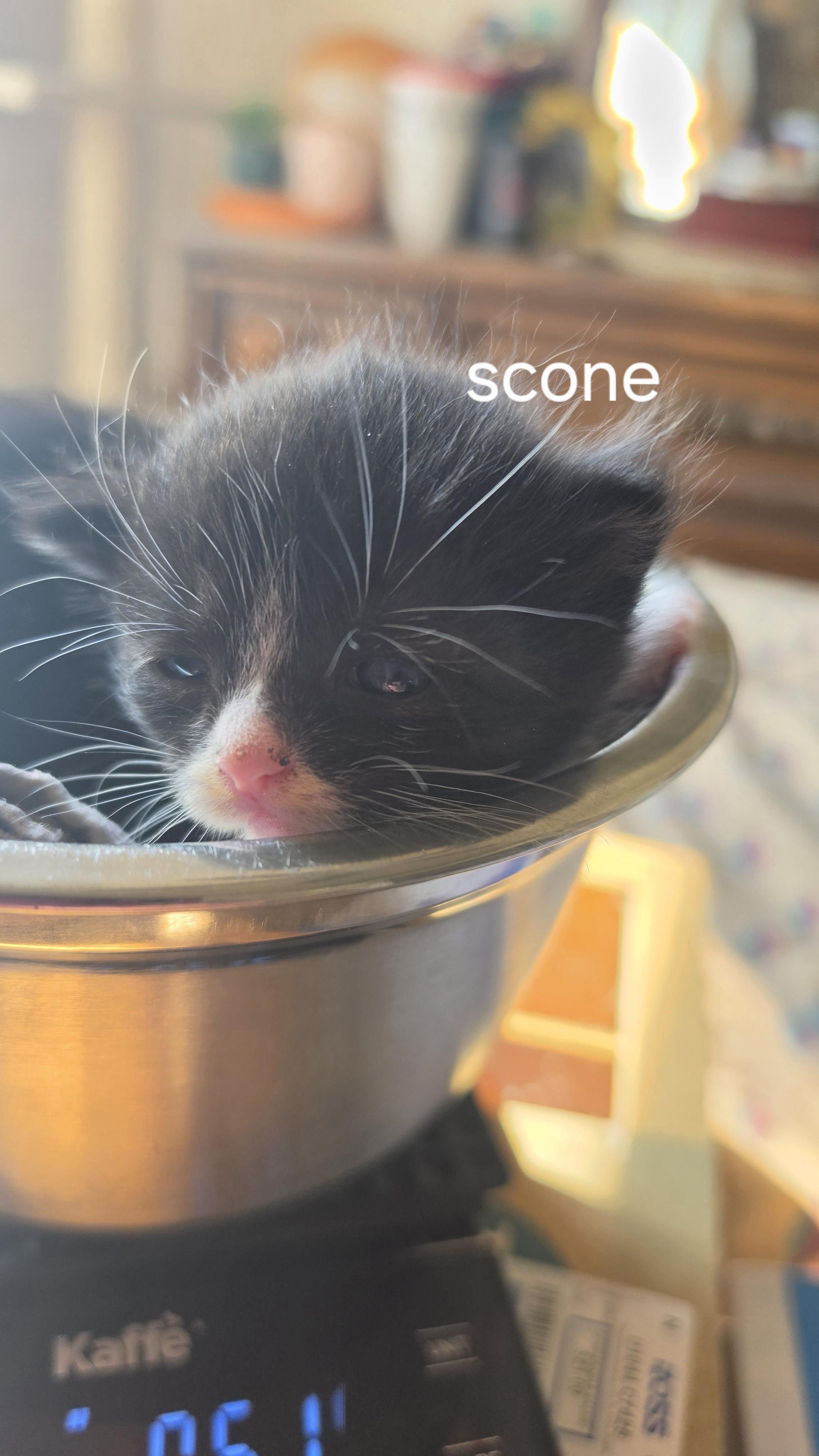Enlarge Scone, a Adoptable Domestic Short Hair in Heyburn, ID image 3/3