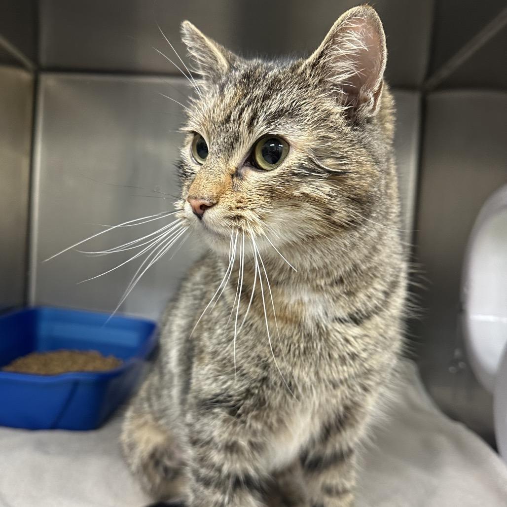 Enlarge Emmy - Chow Hound Knapp's Corner, a Adoptable Domestic Short Hair in Grand Rapids, MI image 1/1