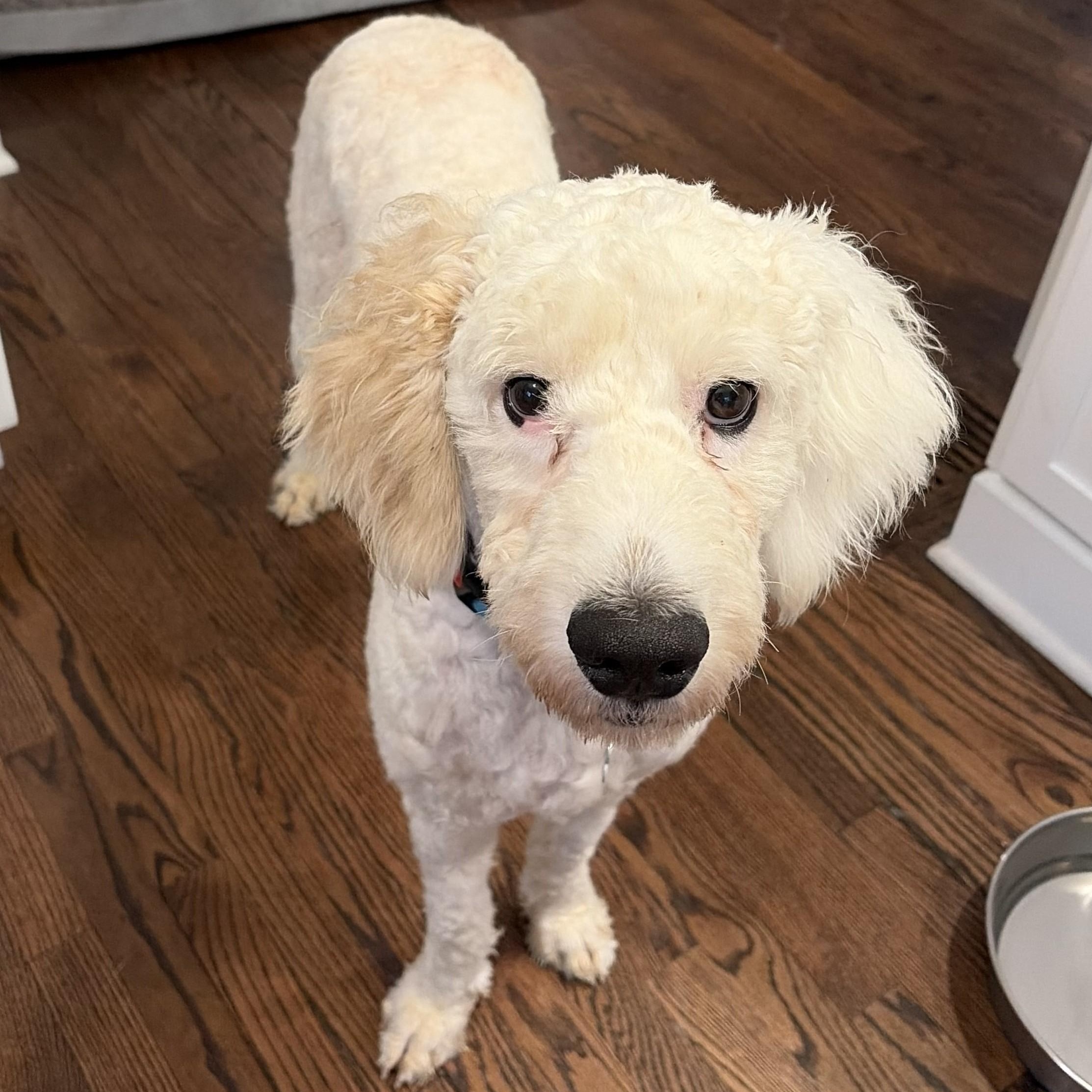 Enlarge Ping Pong, an adoptable mixed breed in Palatine, IL image 2/4