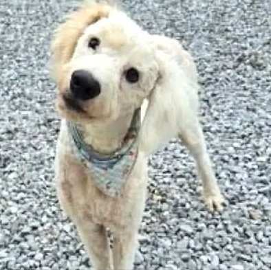 Enlarge Ping Pong, an adoptable mixed breed in Palatine, IL image 1/4
