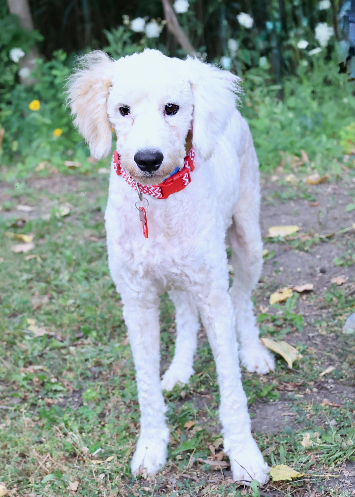 Enlarge Ping Pong, an adoptable mixed breed in Palatine, IL image 3/4