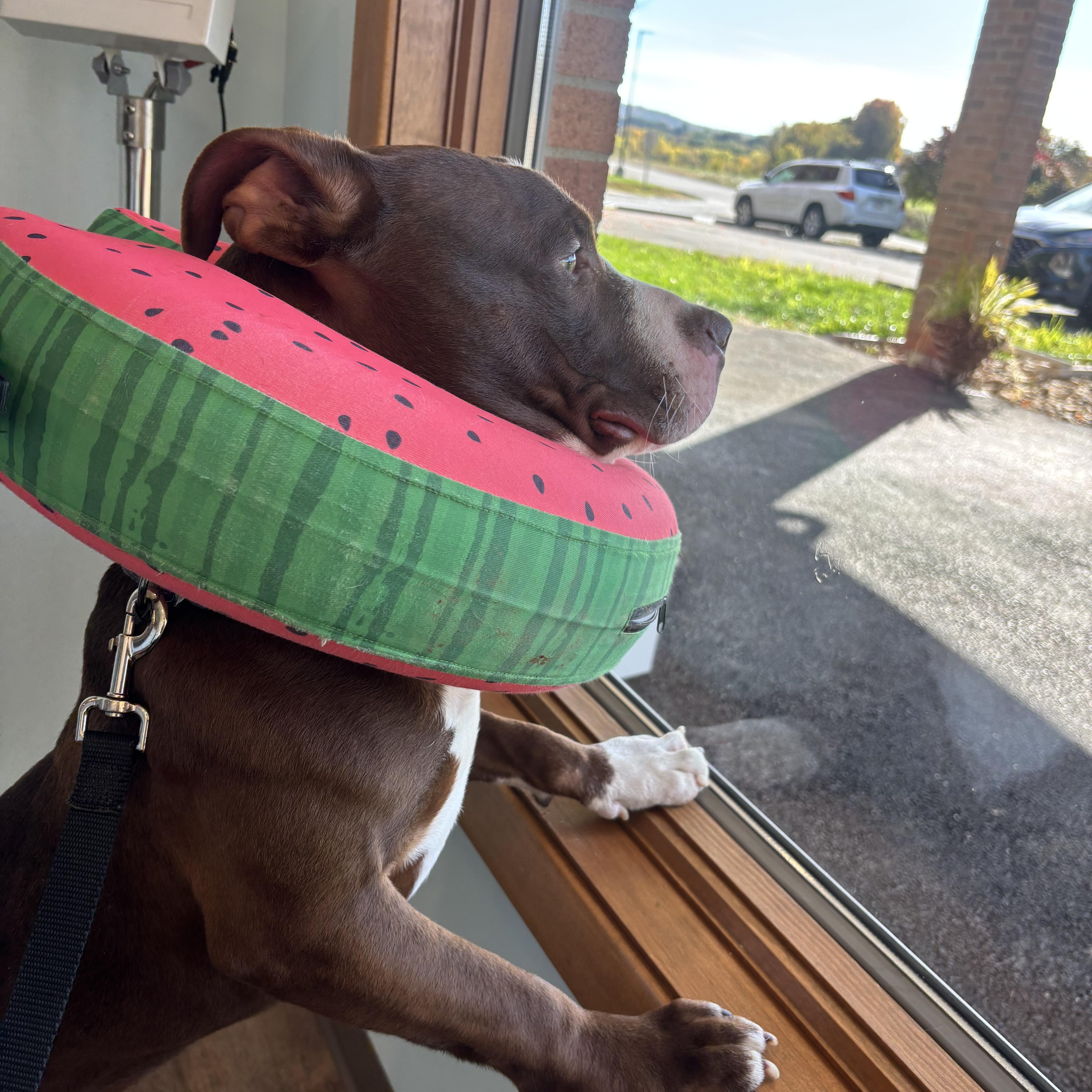 Gravy, an adopted American Staffordshire Terrier in Pittsburgh, PA image 2/3