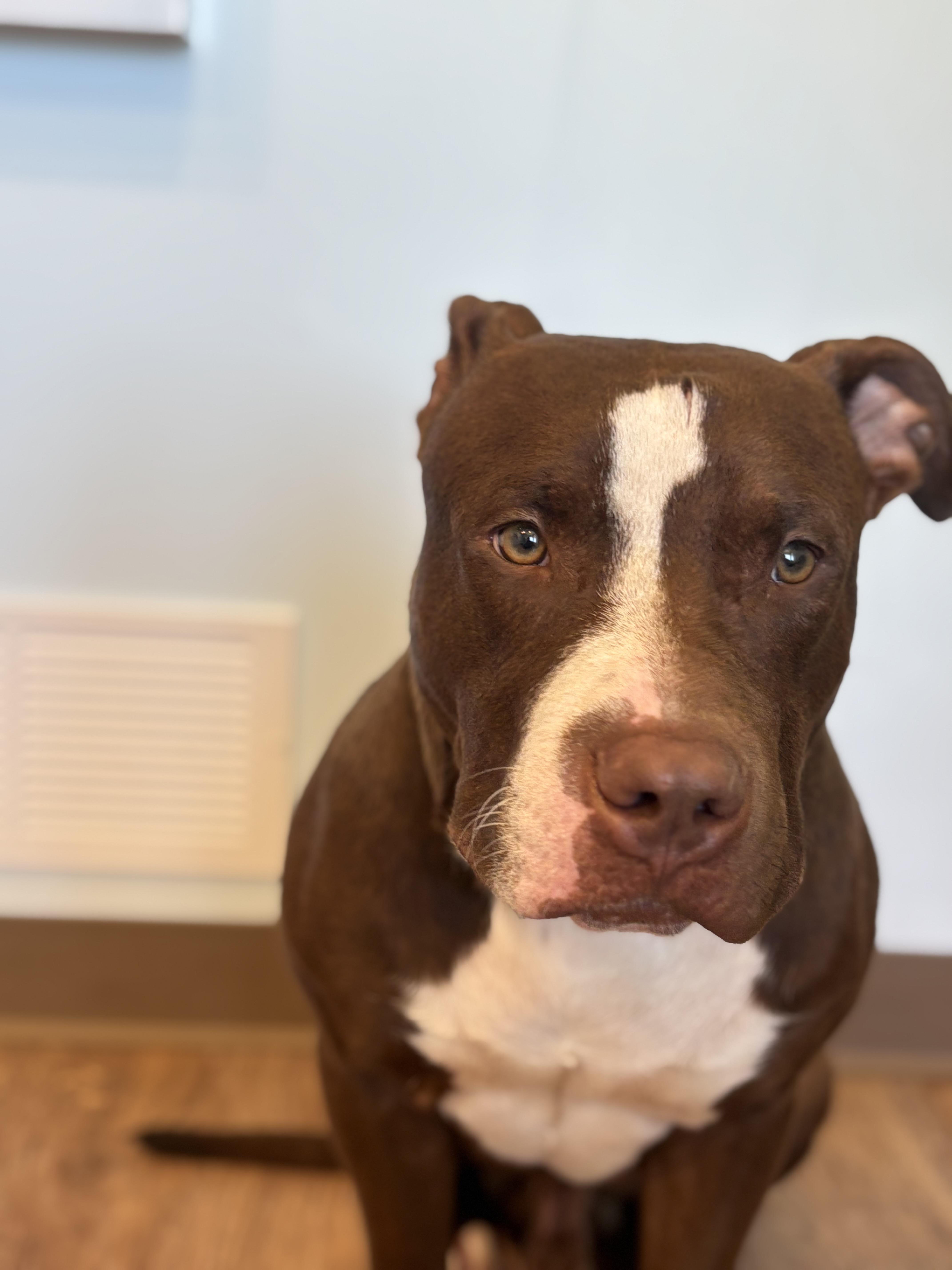 Gravy, an adopted American Staffordshire Terrier in Pittsburgh, PA image 3/3