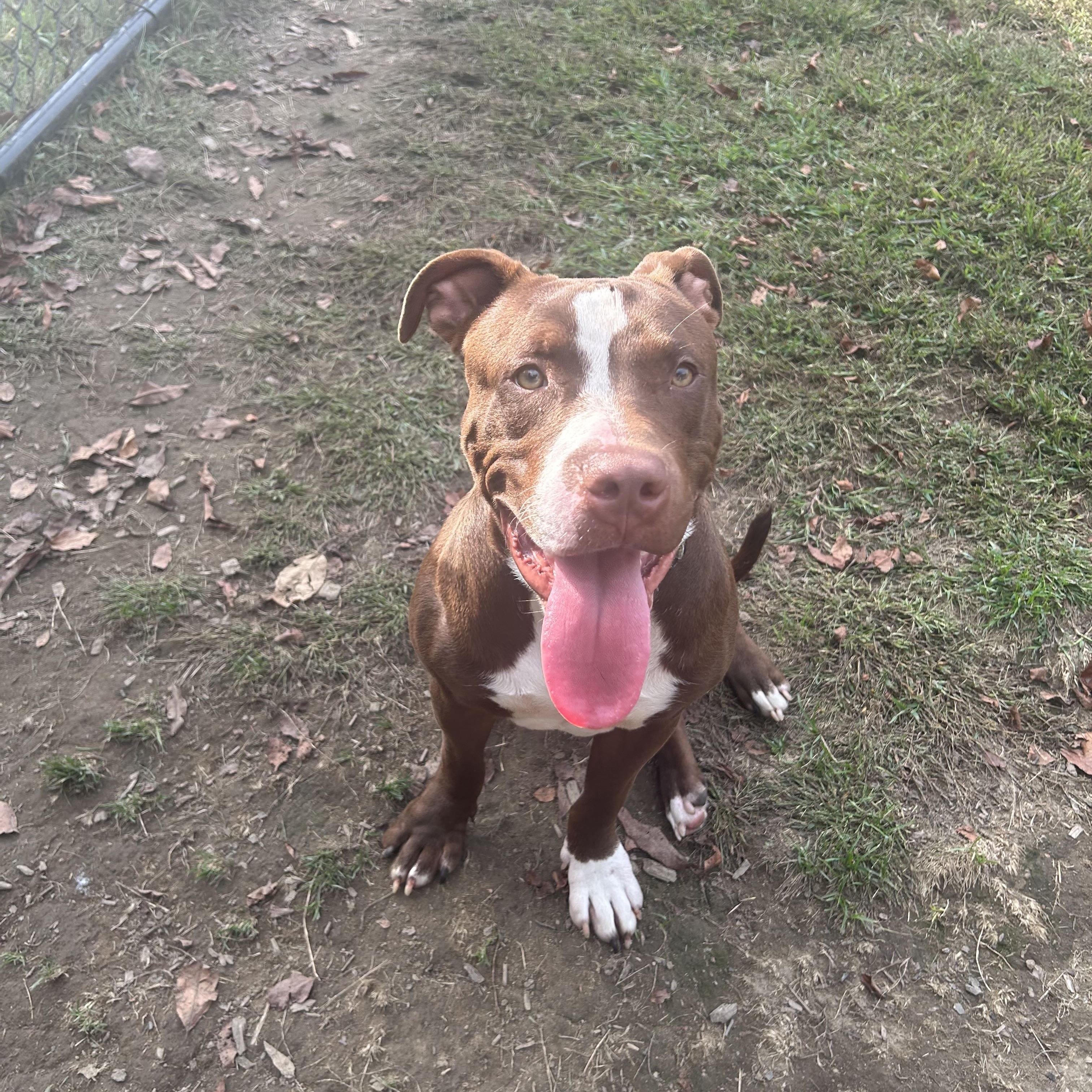 Gravy, an adopted American Staffordshire Terrier in Pittsburgh, PA image 1/3