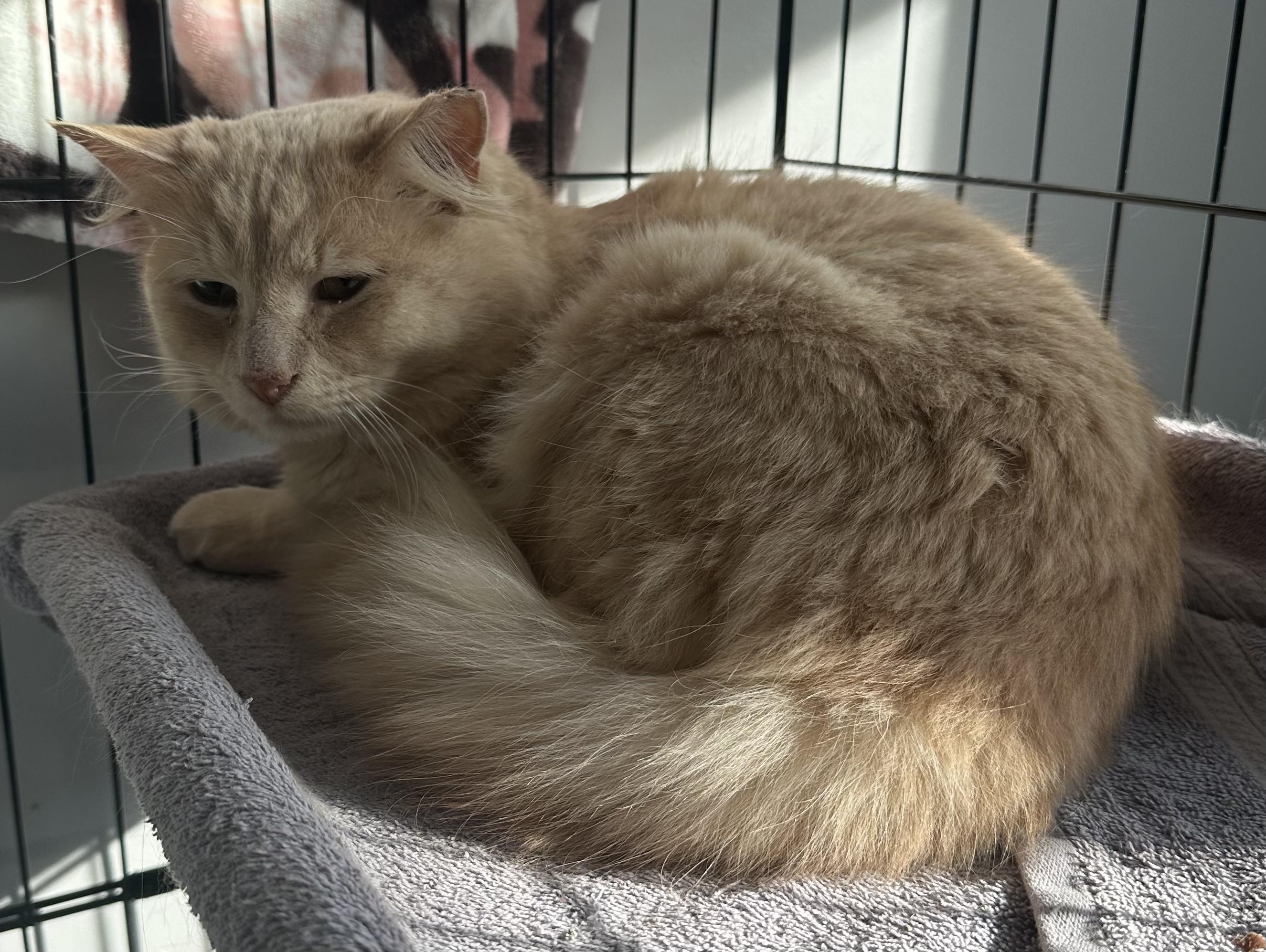 Enlarge GoJo, an adopted Domestic Long Hair in Marion, NC image 4/5