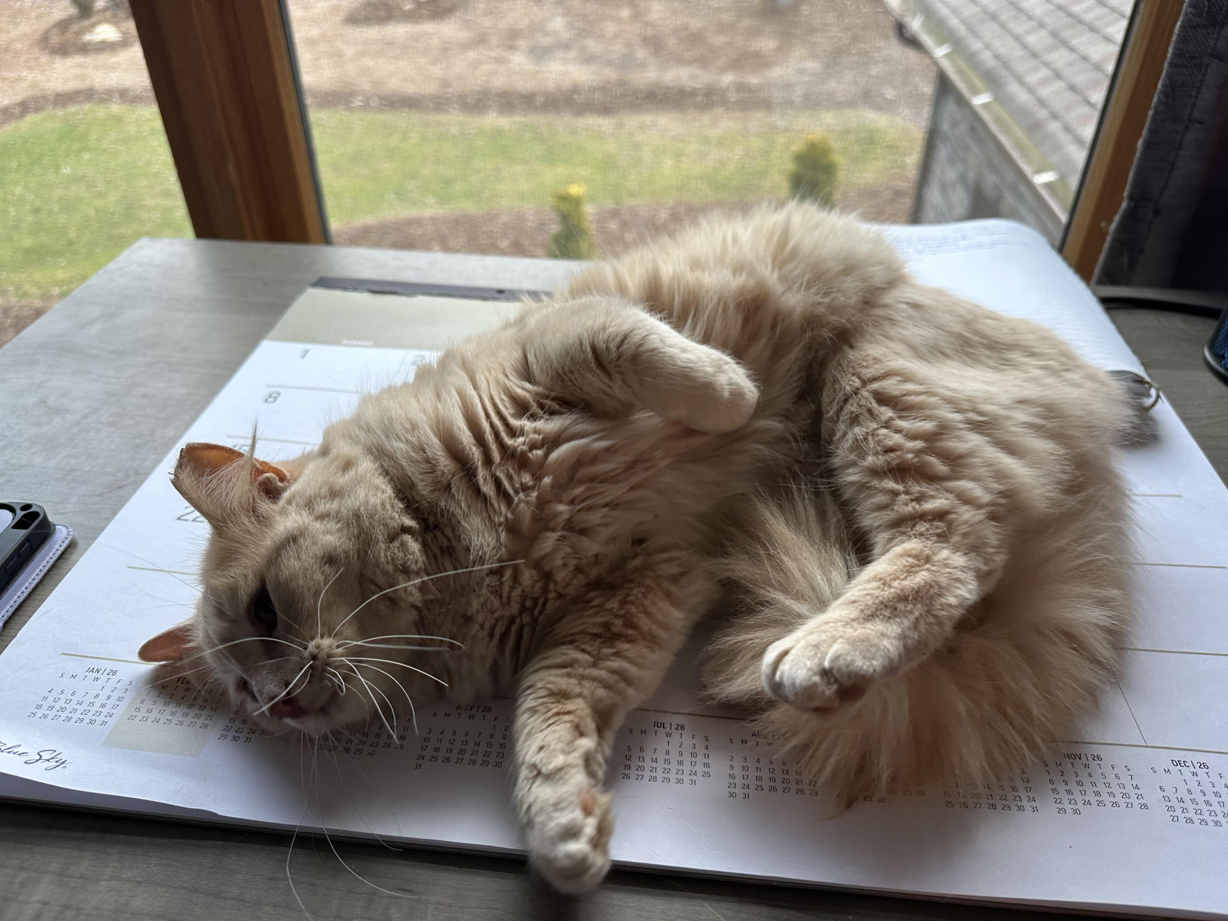 Enlarge GoJo, an adopted Domestic Long Hair in Marion, NC image 2/5