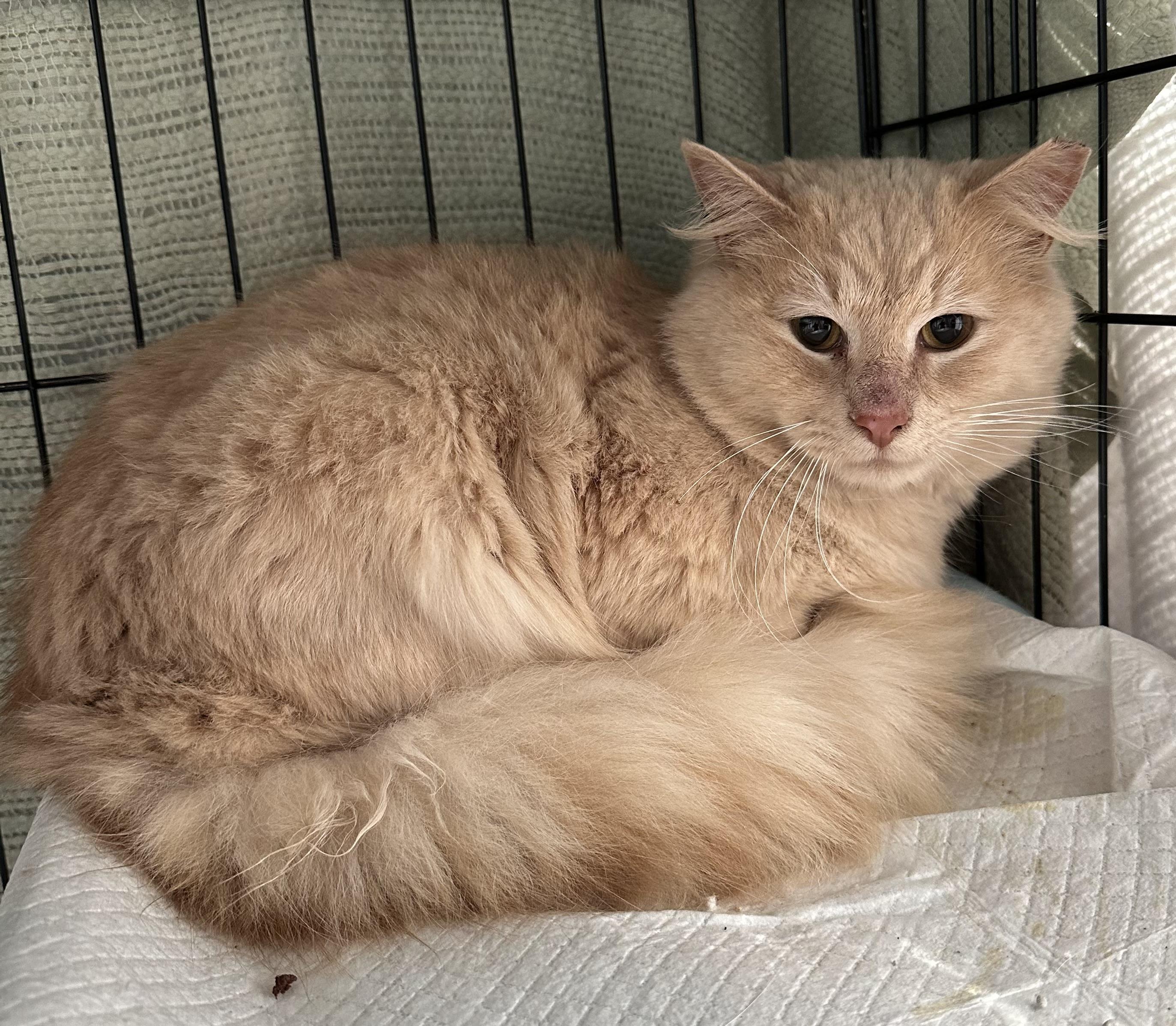 Enlarge GoJo, an adopted Domestic Long Hair in Marion, NC image 5/5