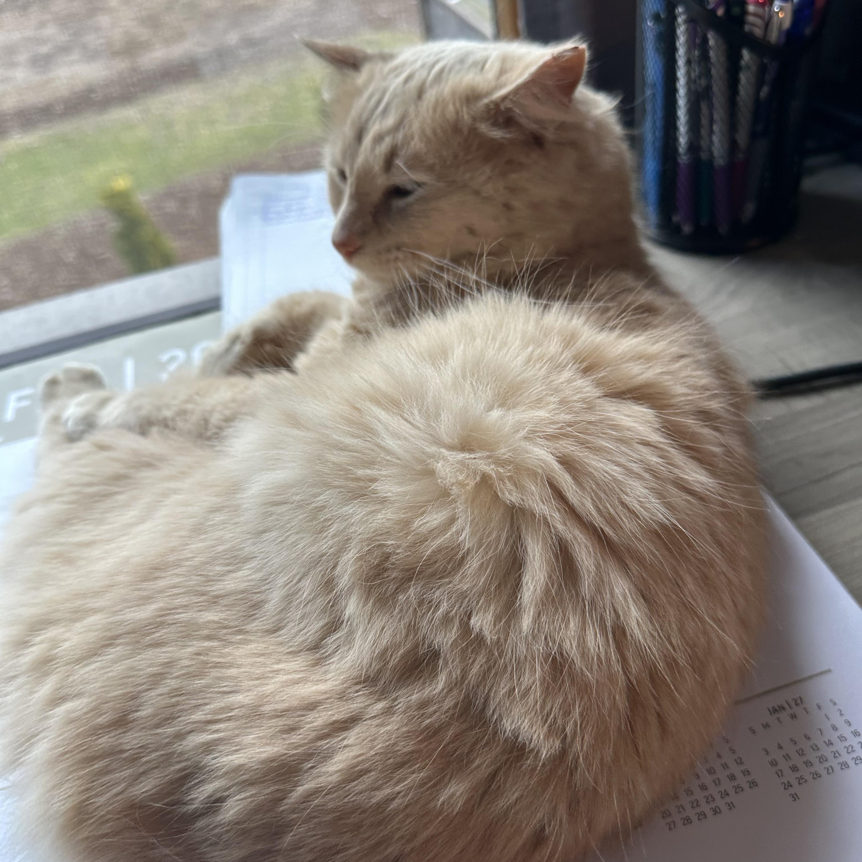 Enlarge GoJo, an adopted Domestic Long Hair in Marion, NC image 3/5