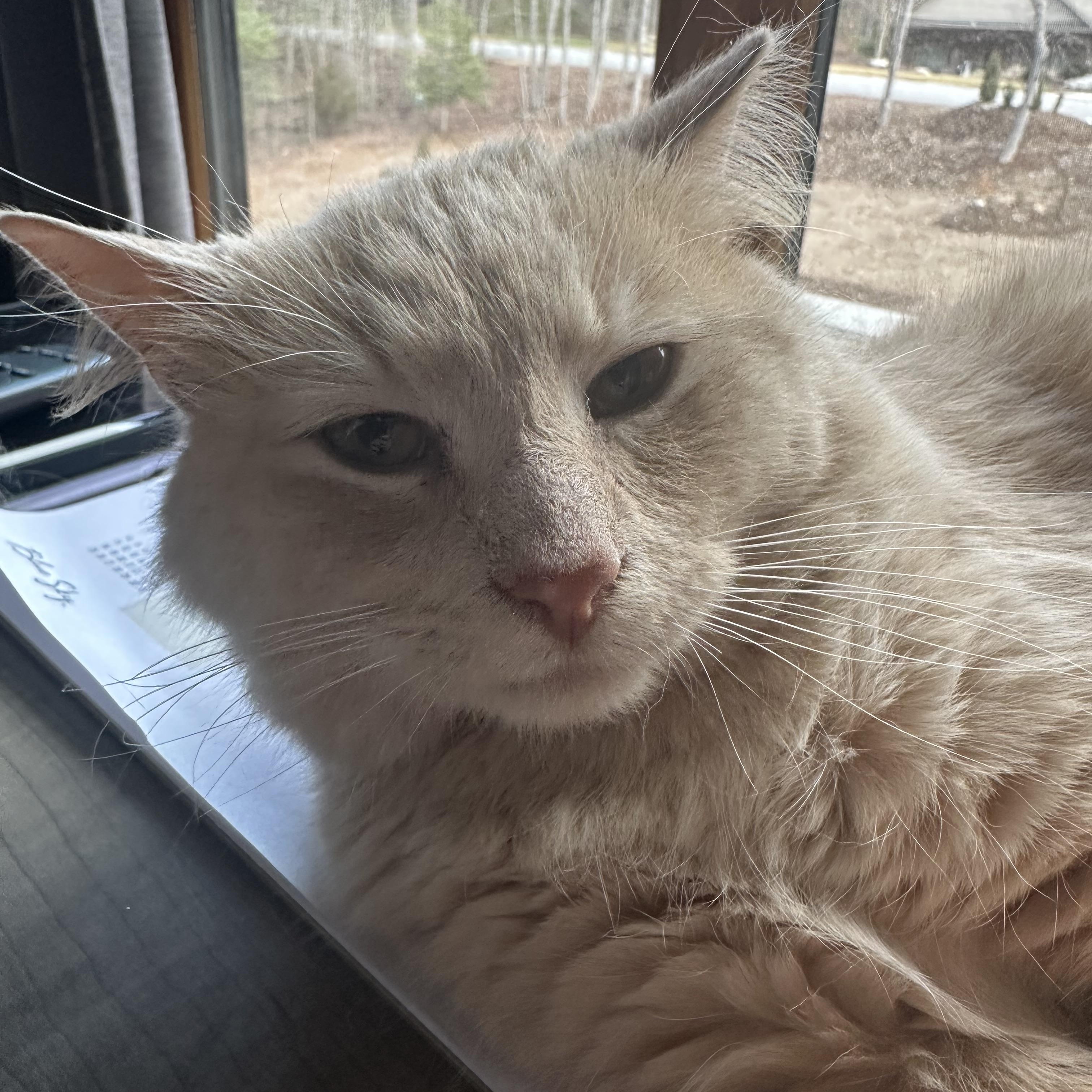 GoJo, adopted, Adult Male Domestic Long Hair.
