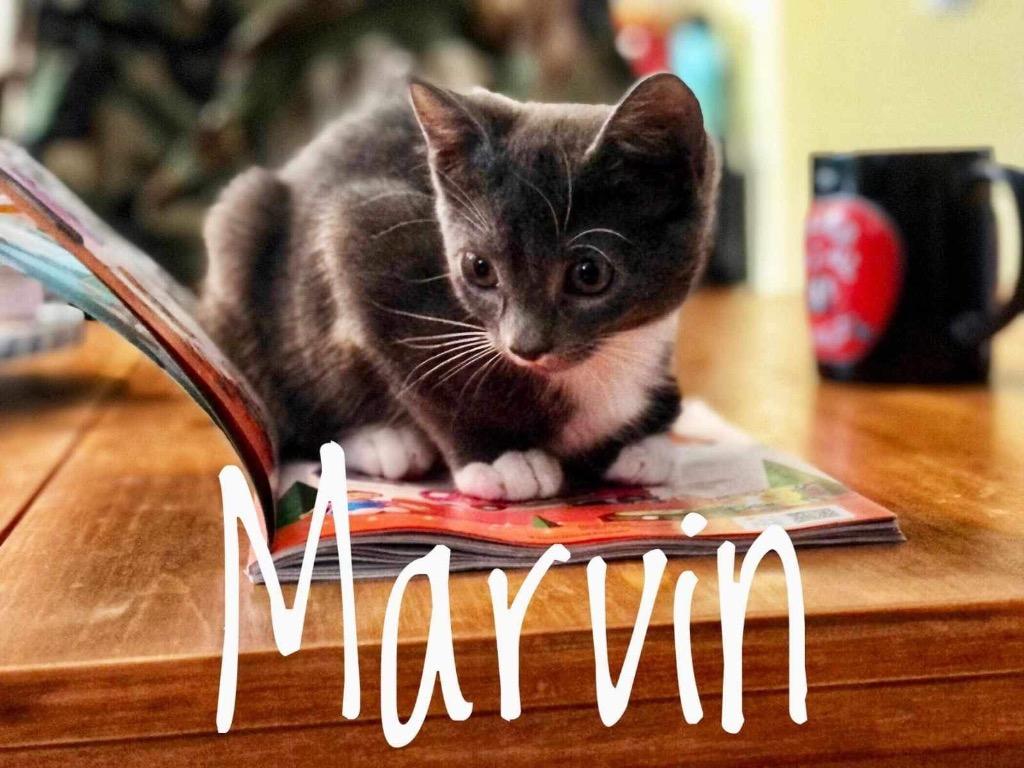 Enlarge Marvin, a Adopted mixed breed in Tampa, FL image 1/1