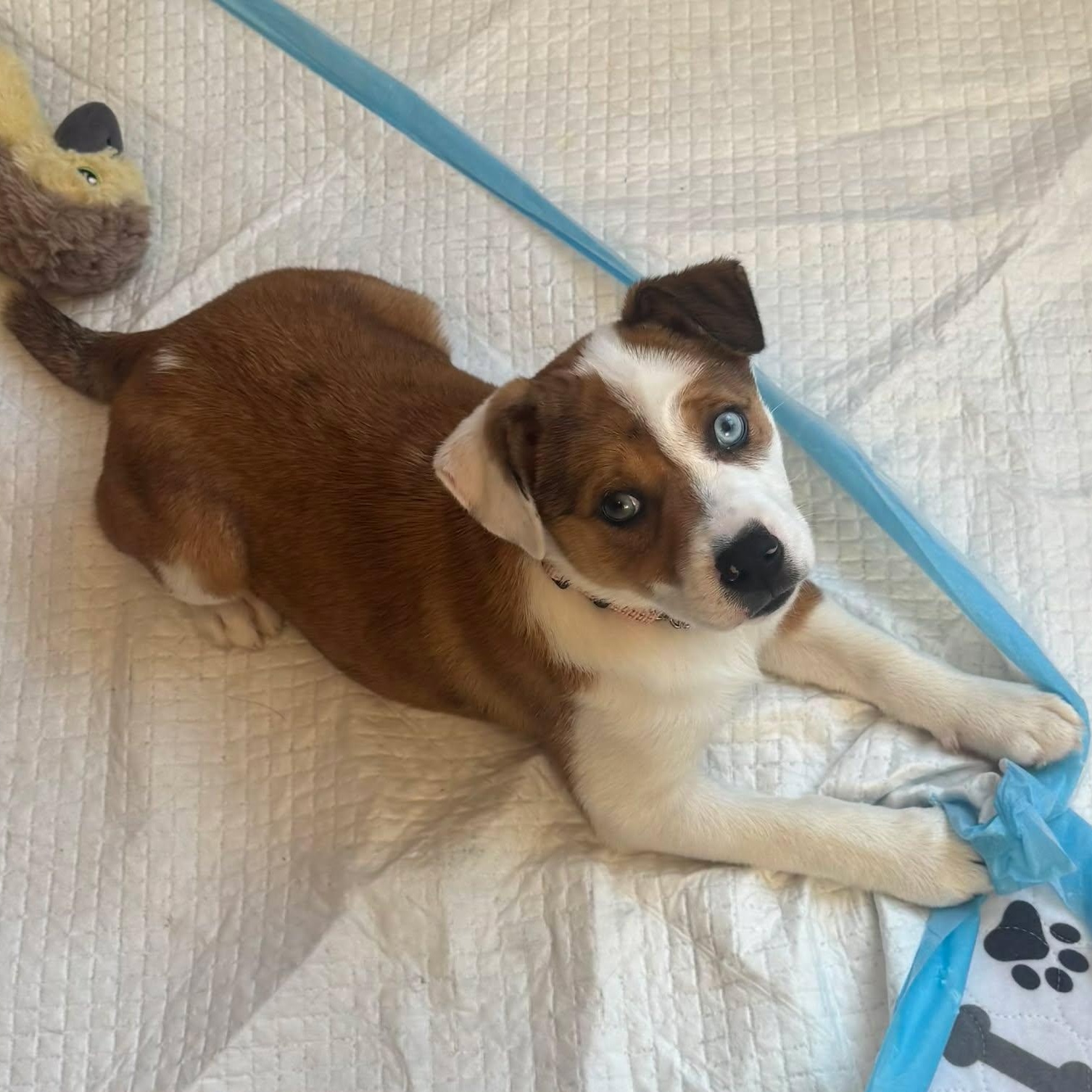 Enlarge Brielle, a Adoptable mixed breed in WORCESTER, MA image 5/6