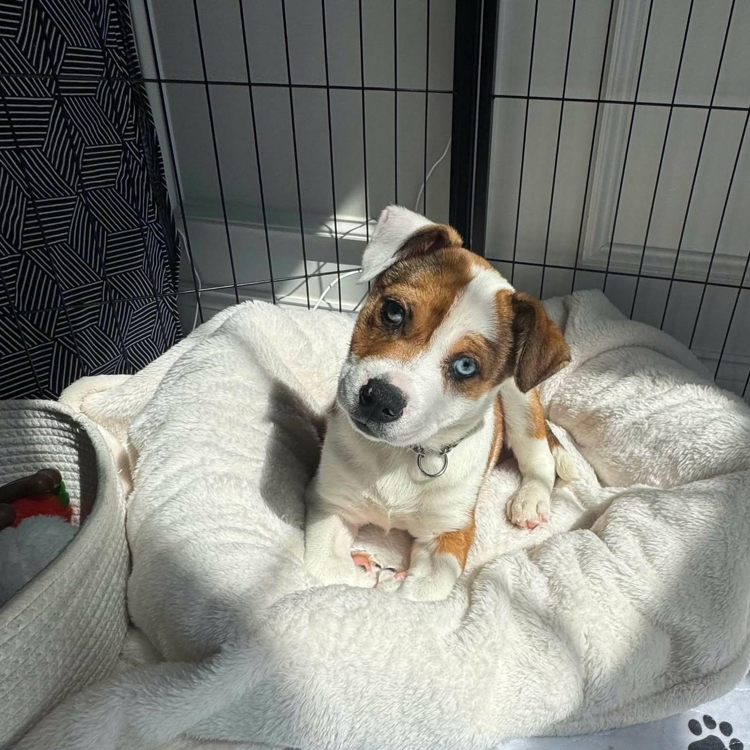 Brielle, Adoptable, Puppy Female Australian Shepherd.